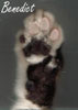 Benedict's Signature
Benedict's Paw
Keywords: Benedict