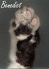 benpaw.jpg