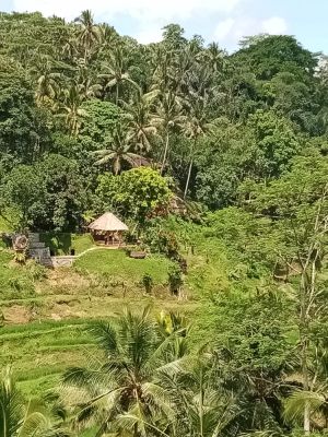 Ubud Rice Terrace
Keywords: Bali:Kuta;Nusa Penida West