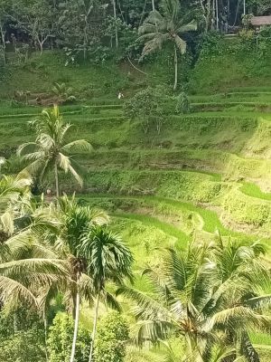 Ubud Rice Terrace
Keywords: Bali:Kuta;Nusa Penida West