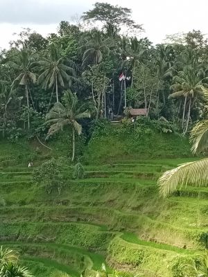 Ubud Rice Terrace
Keywords: Bali:Kuta;Nusa Penida West