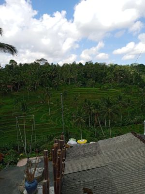 Ubud Rice Terrace
Keywords: Bali:Kuta;Nusa Penida West