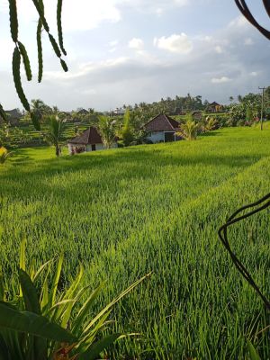  Ubud Campuhan
Keywords: Bali:Kuta;Nusa Penida West