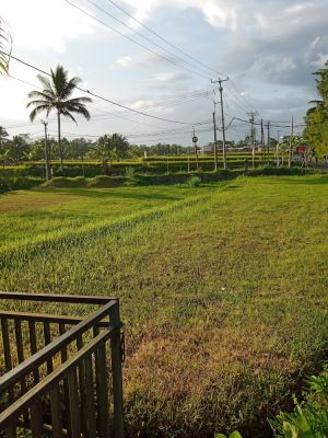  Ubud Campuhan
Keywords: Bali:Kuta;Nusa Penida West