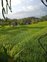 Filename=Bali20230438.jpg
Filesize=519KiB
Dimensions=750x1000
Date added=Nov 13, 2023 Bali20230438.jpg