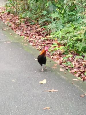 Bukit Batok Nature Park
Bird Wildlife 
Keywords: Singapore;Nature;Park
