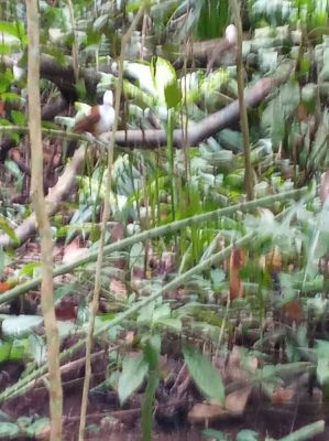 Bukit Batok Nature Park
Bird Wildlife 
Keywords: Singapore;Nature;Park