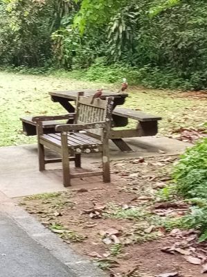 Bukit Batok Nature Park
Bird Wildlife 
Keywords: Singapore;Nature;Park