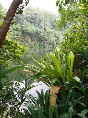Bukit Batok Nature Park
Quarry
Keywords: Singapore;Nature;Park