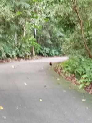 Bukit Batok Nature Park
Bird Wildlife 
Keywords: Singapore;Nature;Park